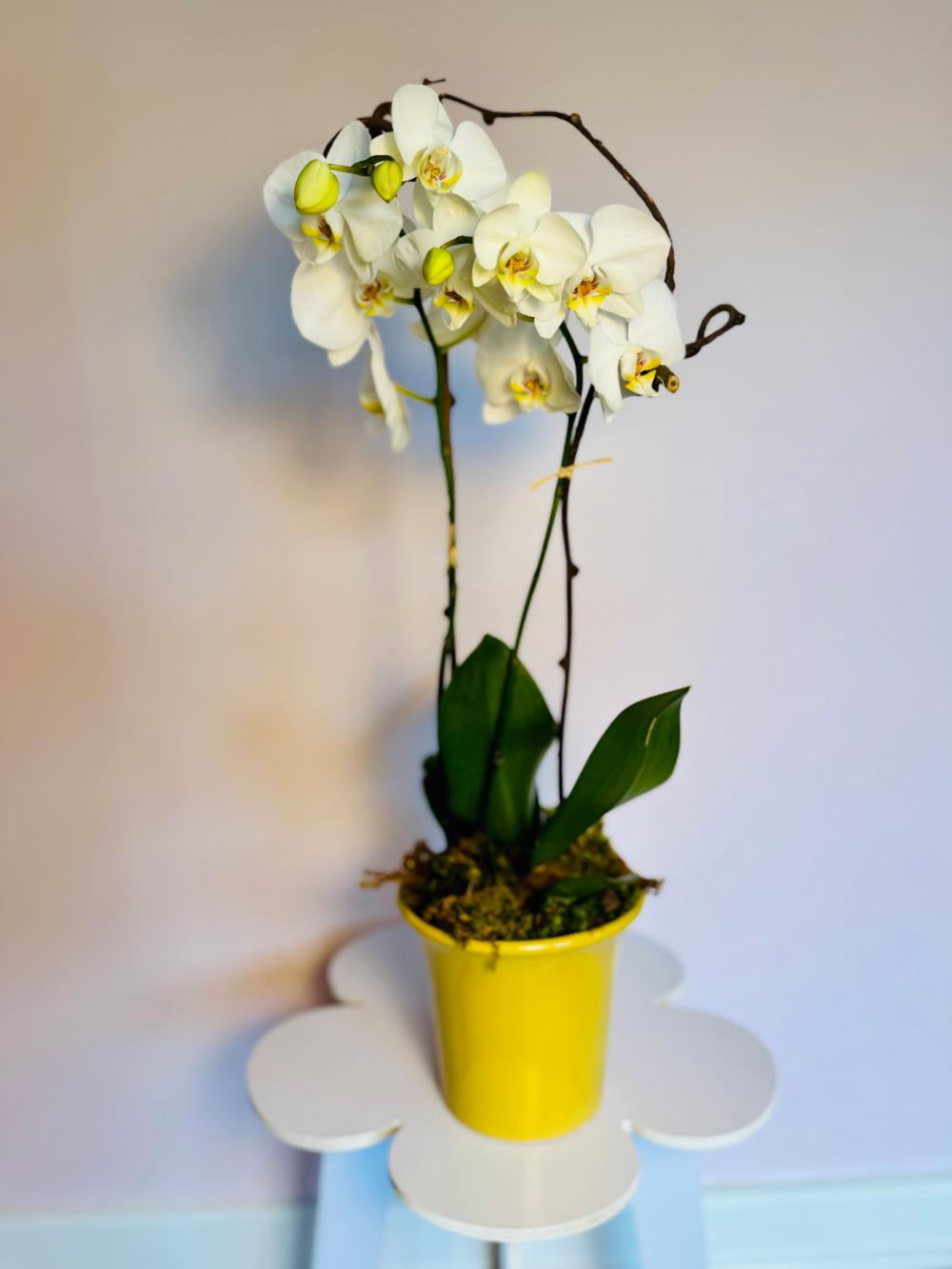 The Orchid