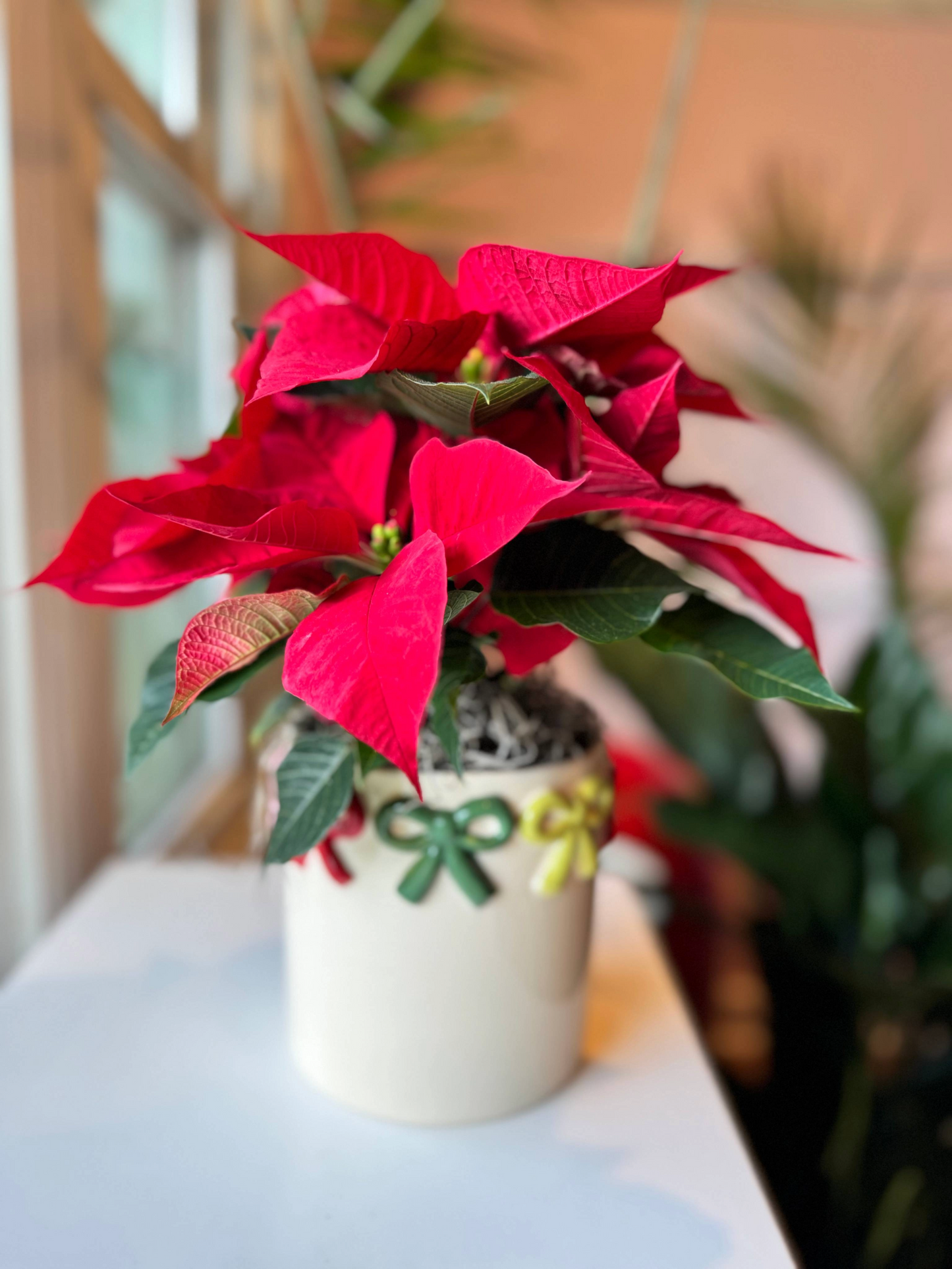 The Poinsettia