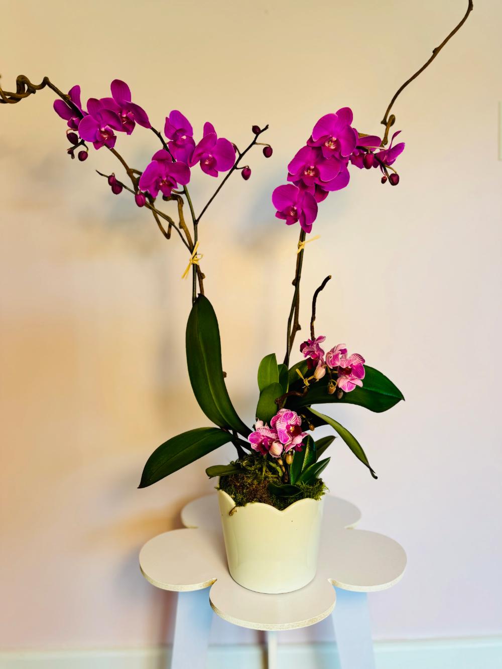The Orchid