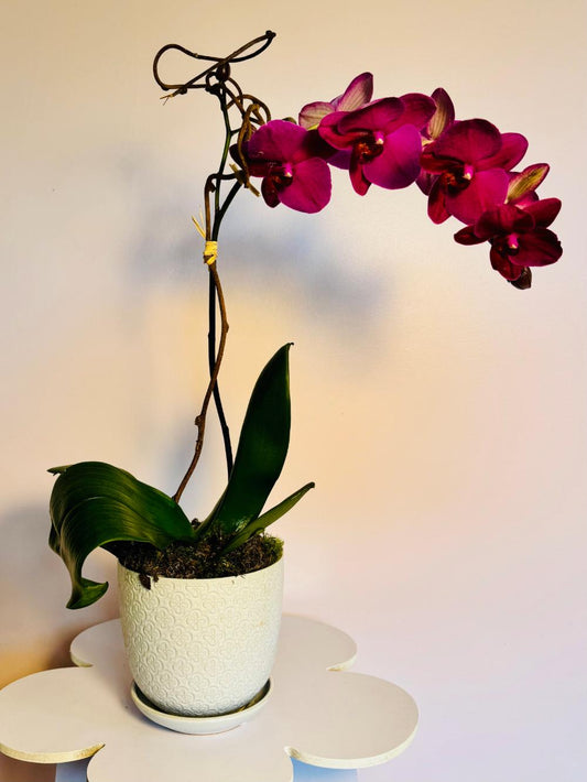 The Orchid