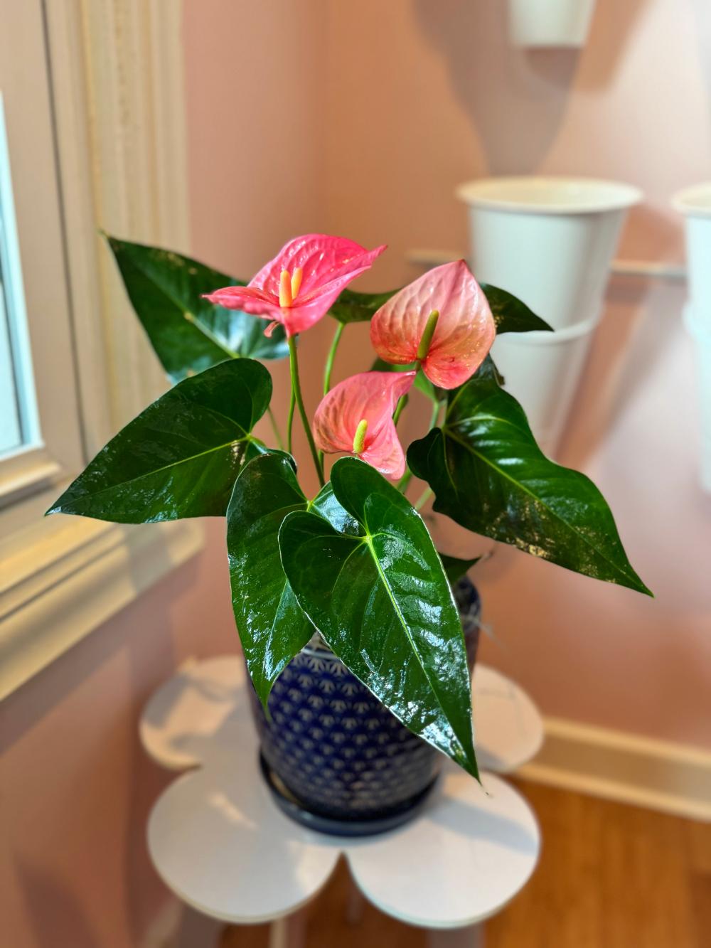 The Anthurium
