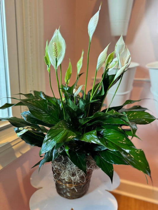 The Peace Lily